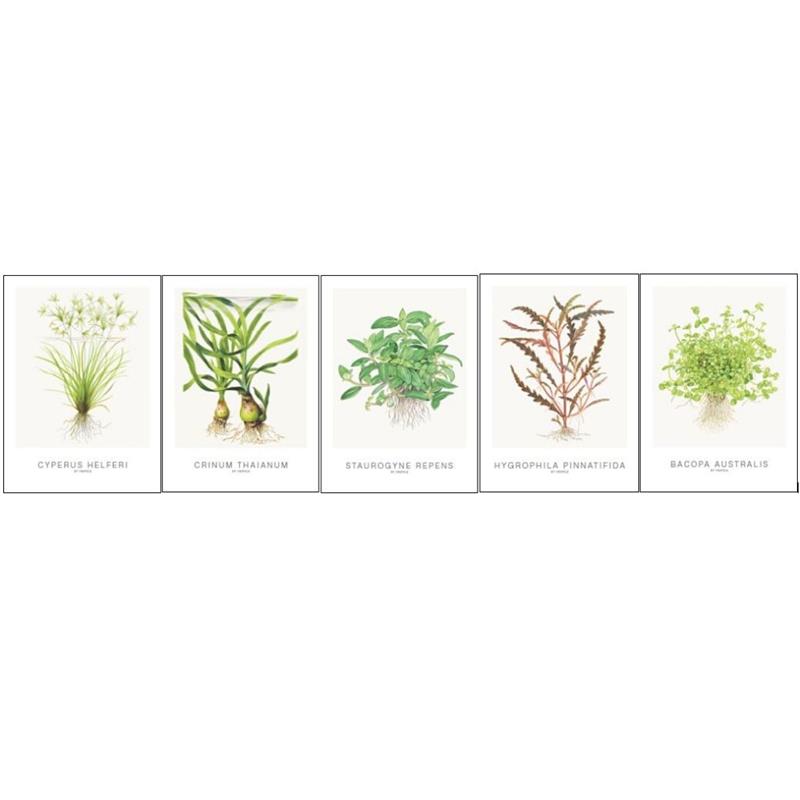 Tropica Art Cards 5 buc - 13x18 cm (Cyperus) - imagine 3